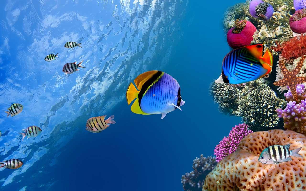 Aquarium live wallpapers - Android Apps on Google Play