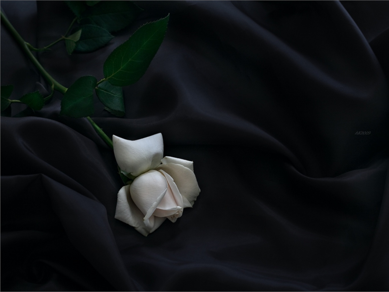 Download White Rose Black Wallpaper Elegant Images HD Free