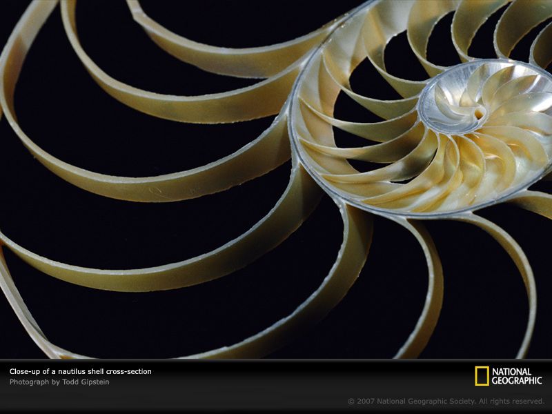 Chambered Nautilus Photo, Nautilus Wallpaper, Download, Photos