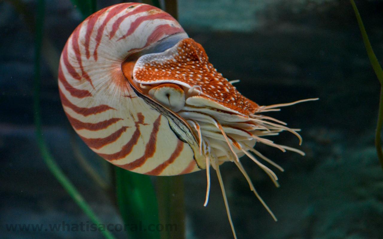 What is a coral Wallpaper 432 Nautilus pompilius en Chambered