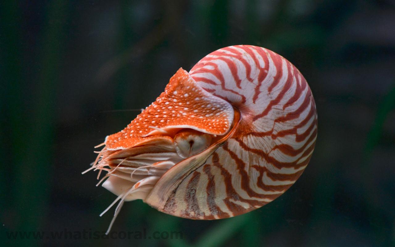 What is a coral ? Wallpaper 431 Nautilus pompilius ((en) Chambered ...