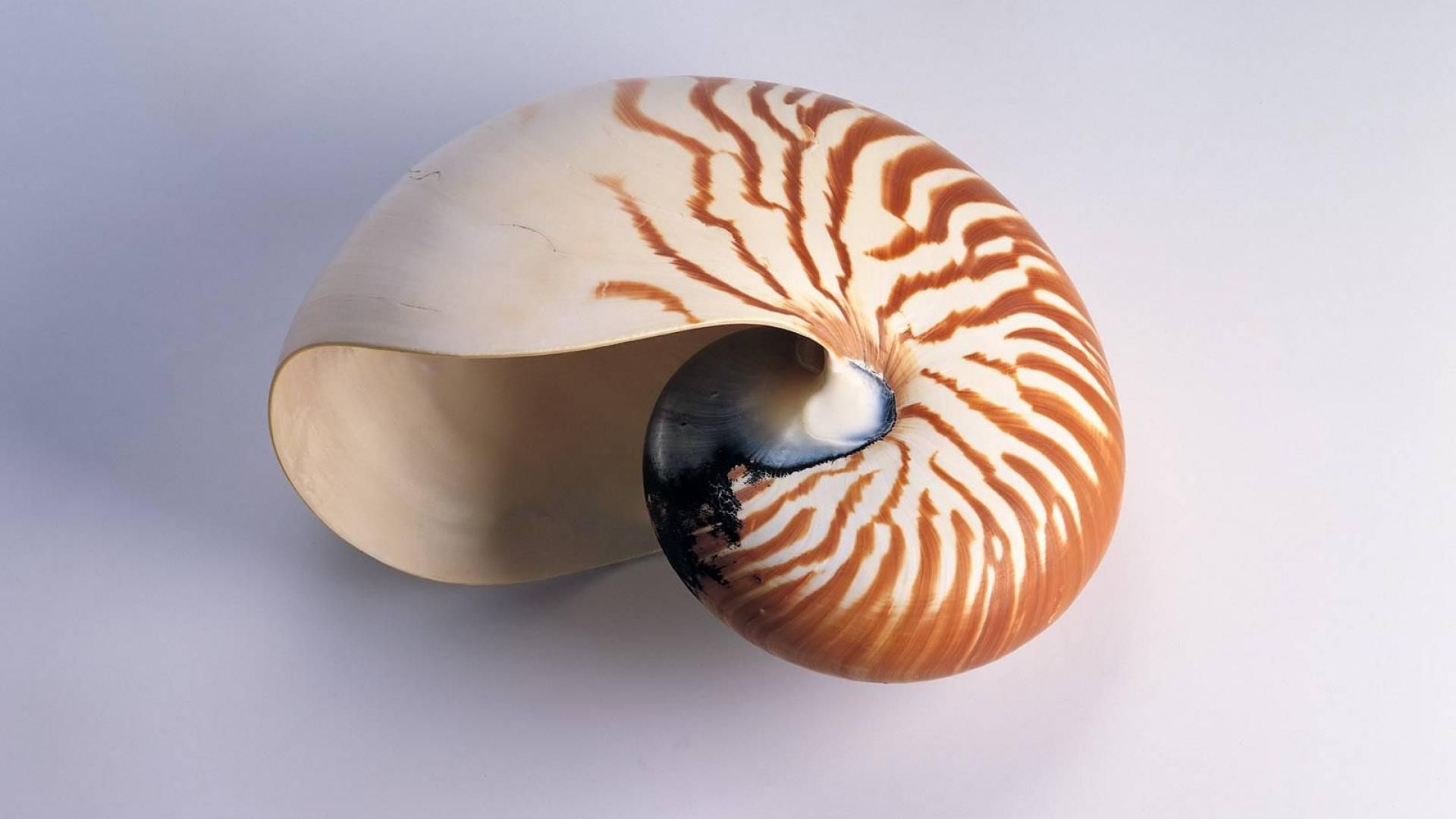 Nautilus shell 1600x1200 wallpaper - (#16102) - High Quality and ...