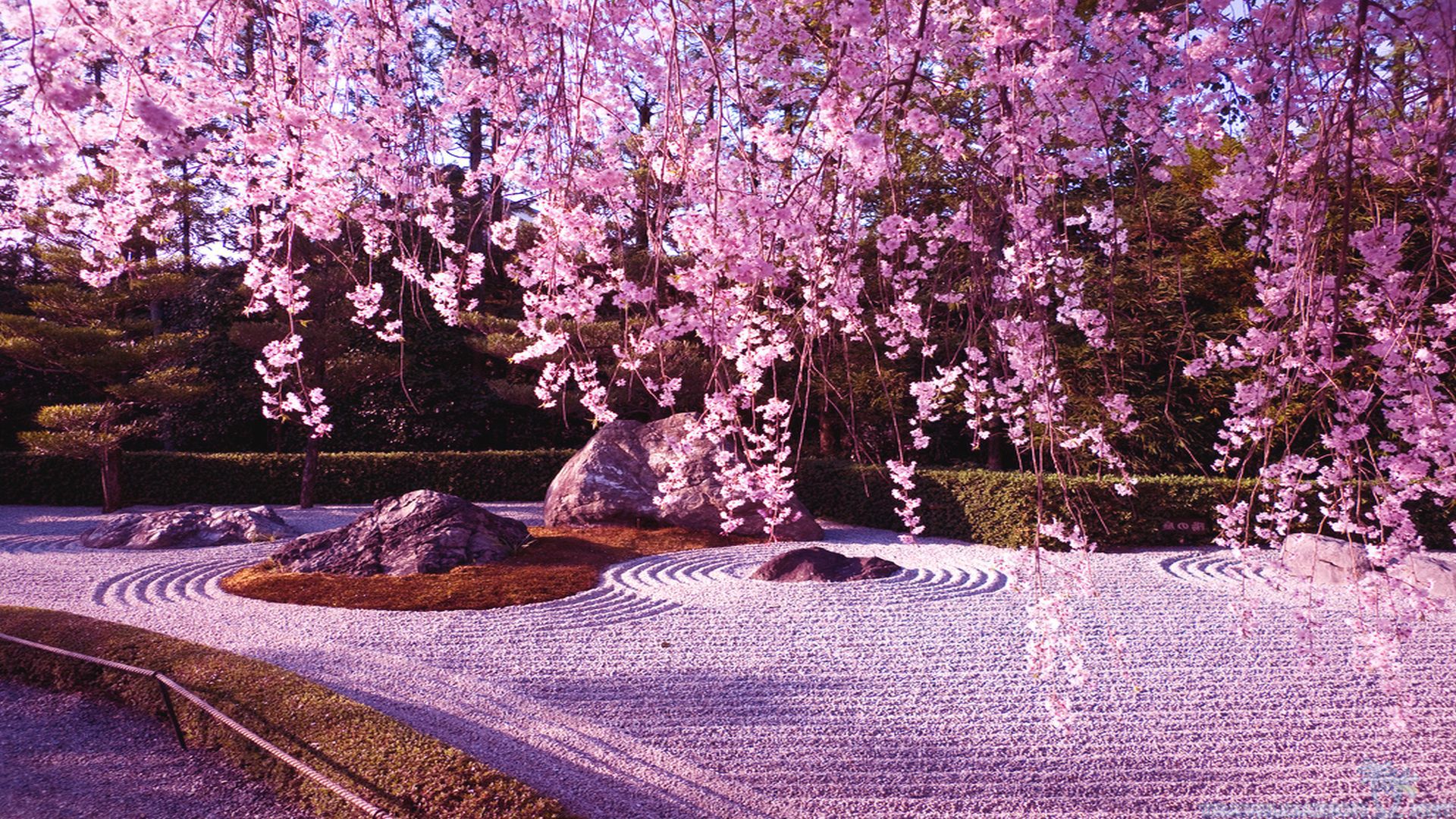 Cherry Blossom Tree - wallpaper