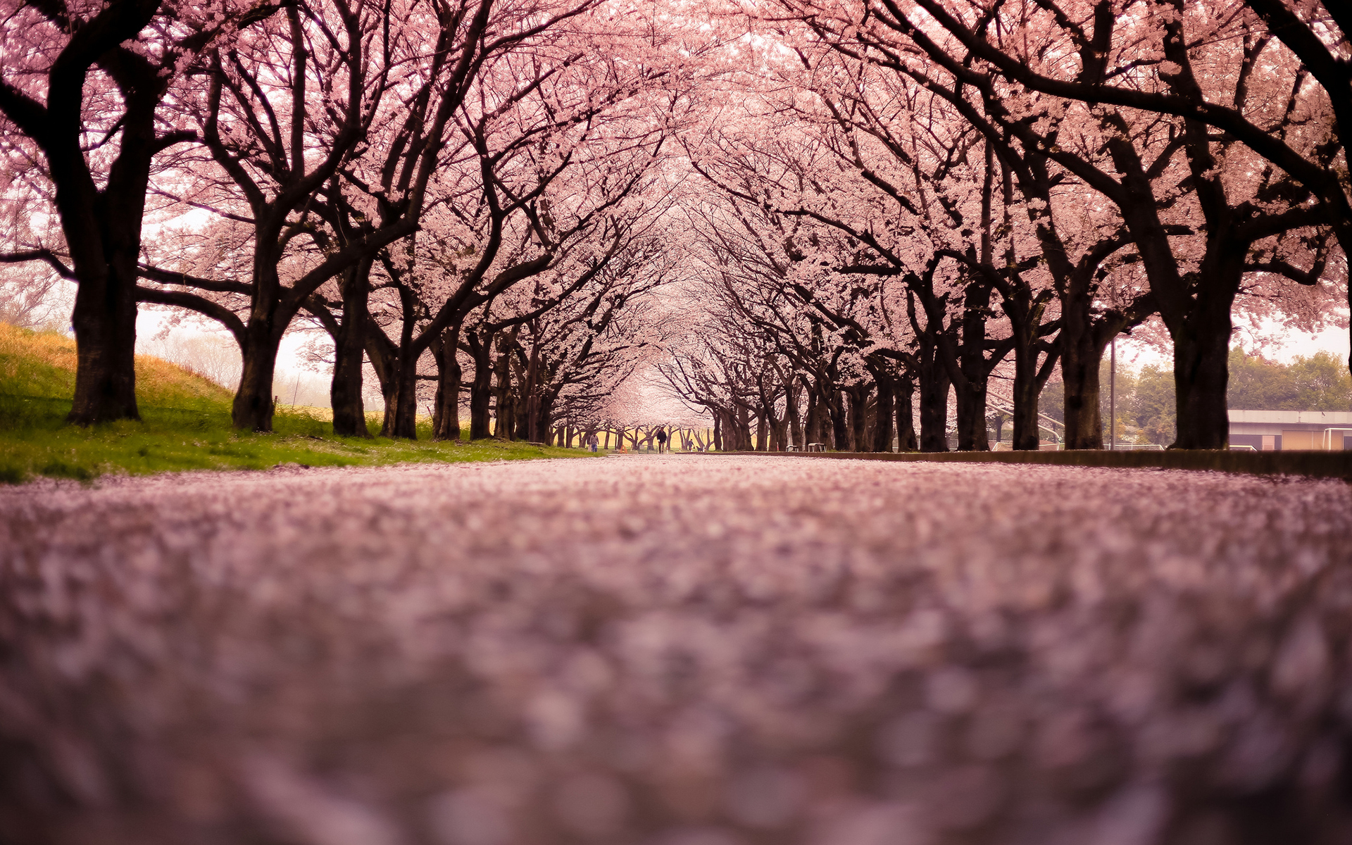 Cherry Blossom Wallpaper Collection (32+)