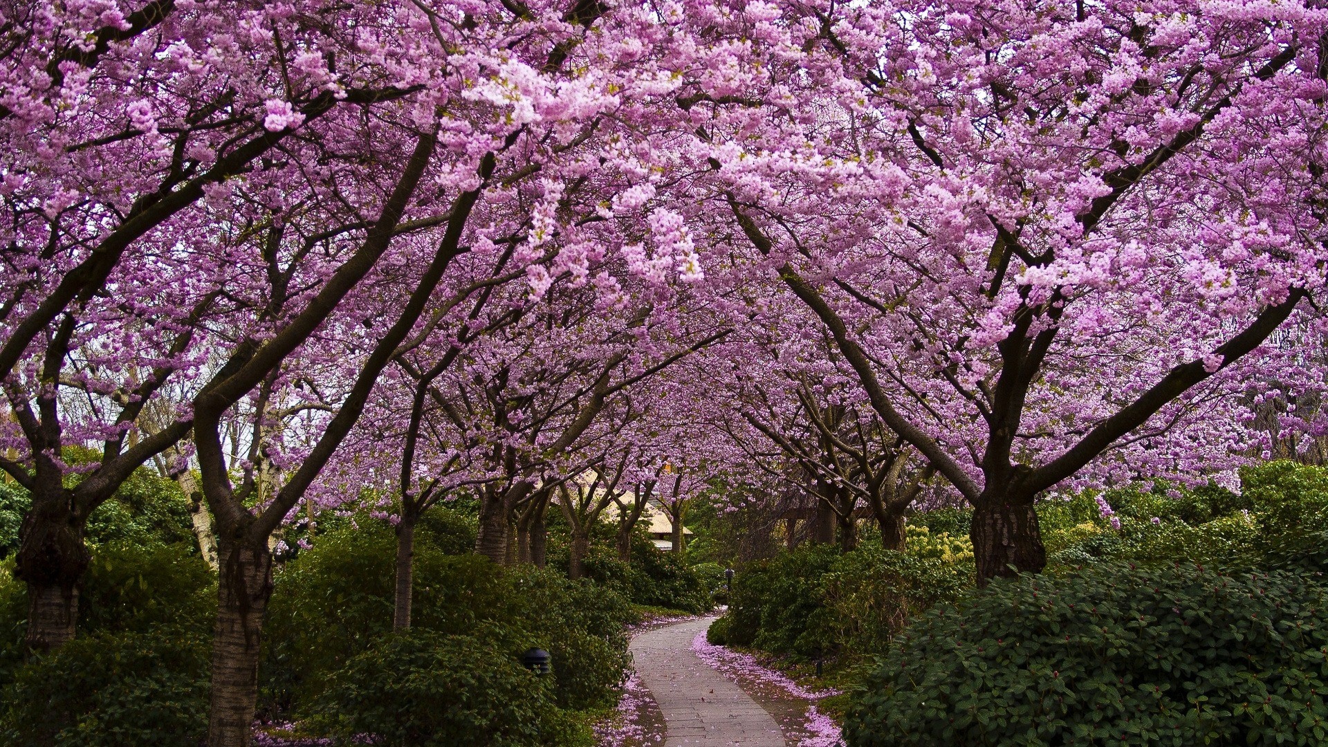 Cherry Blossom Wallpapers Sky HD Wallpaper