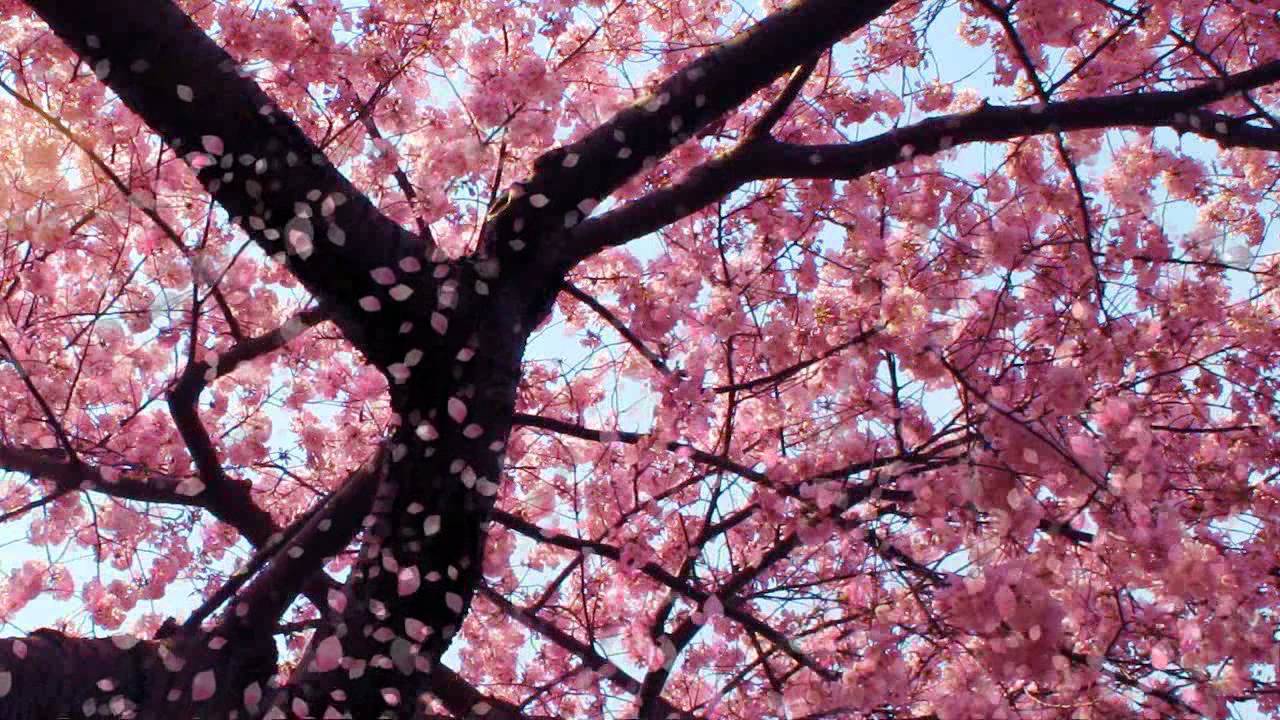 Cherry Blossom Live Wallpaper - YouTube