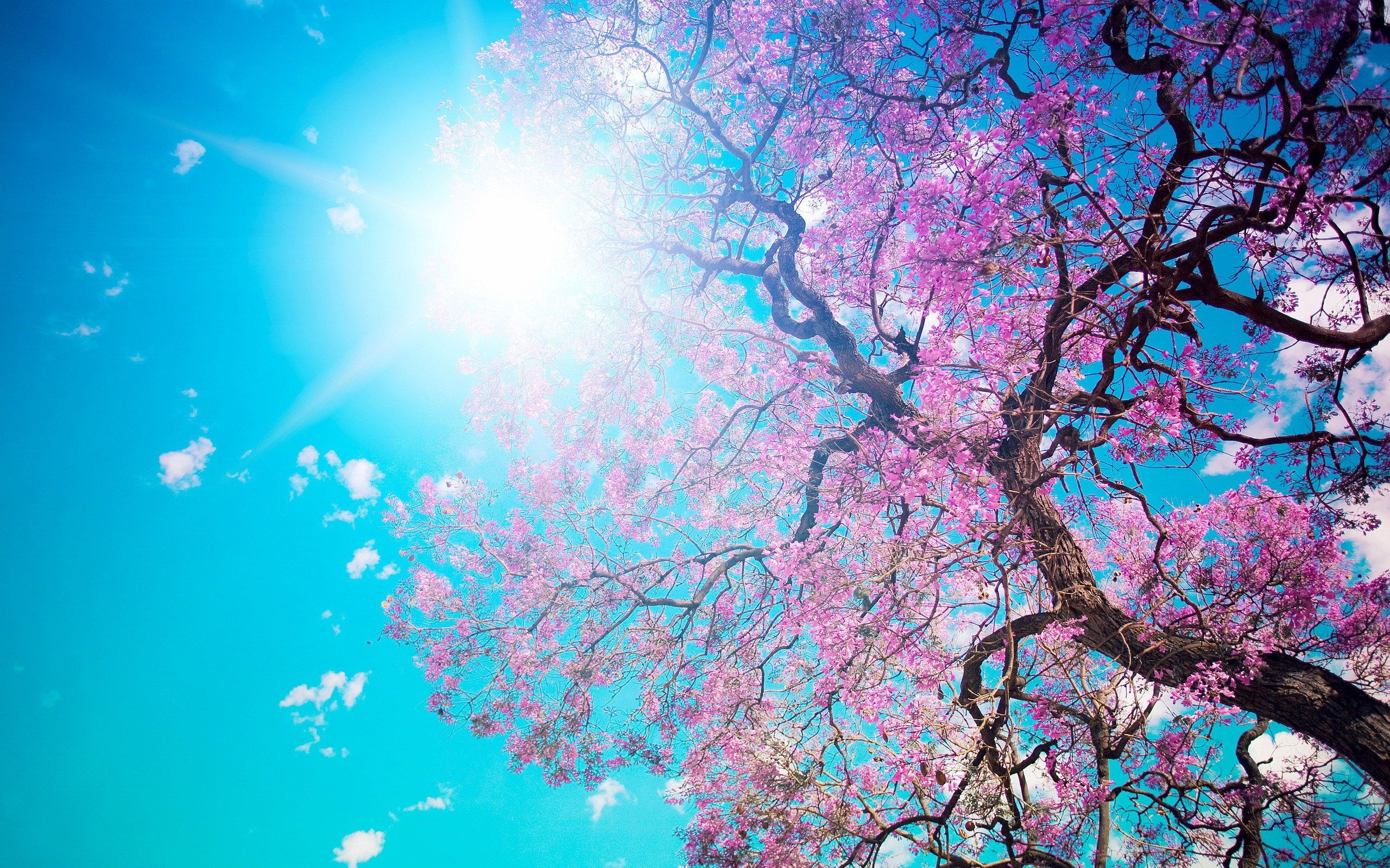 Cherry Blossom- tree wallpaper | 2560x1600 | 80335 | WallpaperUP