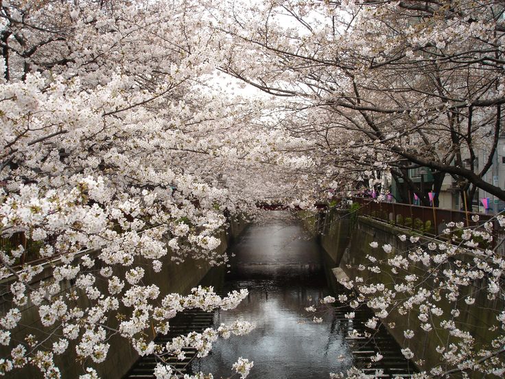 2560x1920 water japan cherry blossoms trees flowers 2592x1944