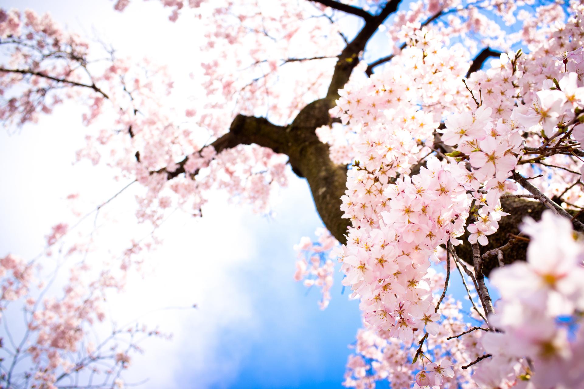 Cherry Blossom Tree Download Wallpaper Wallpaper