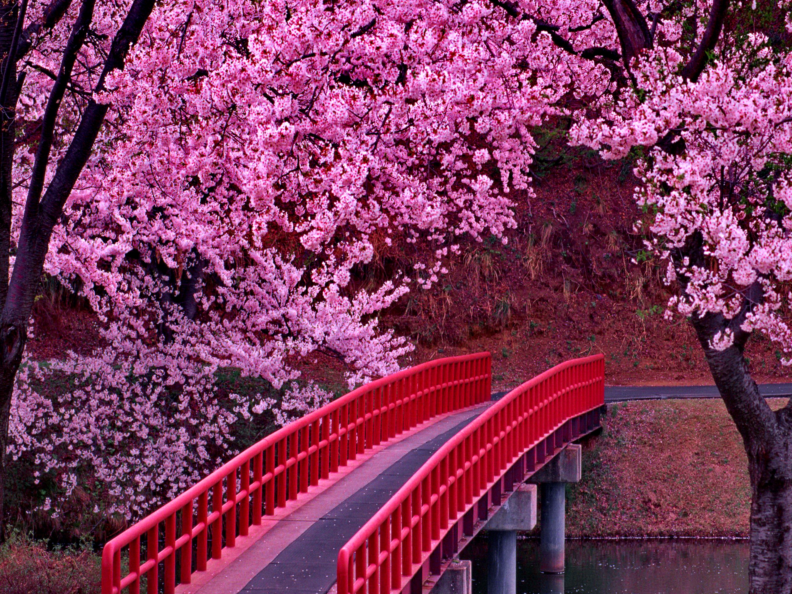 Download Sakura Tree Wallpaper For Iphone #ndy5w » masbradwall.com