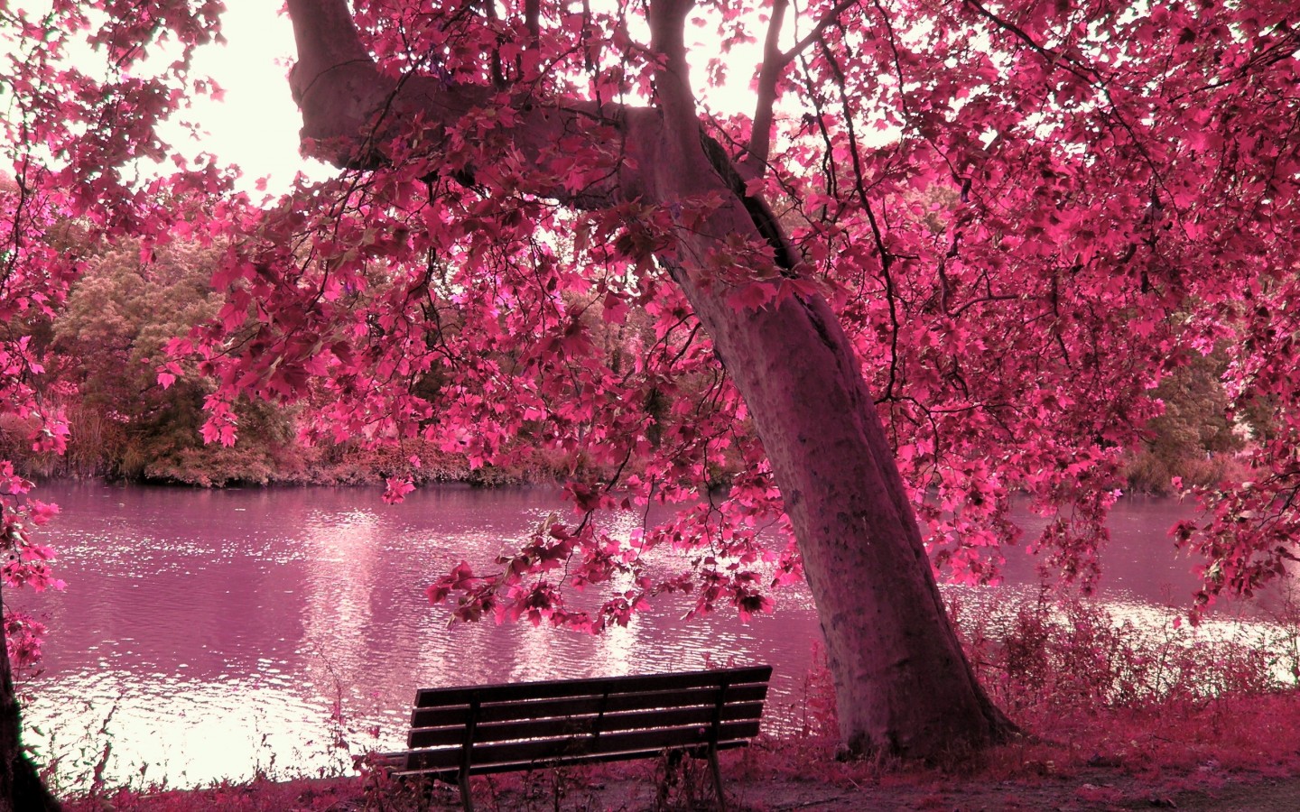 Desktop Wallpapers Spring Cherry Blossom Trees | HD Pix