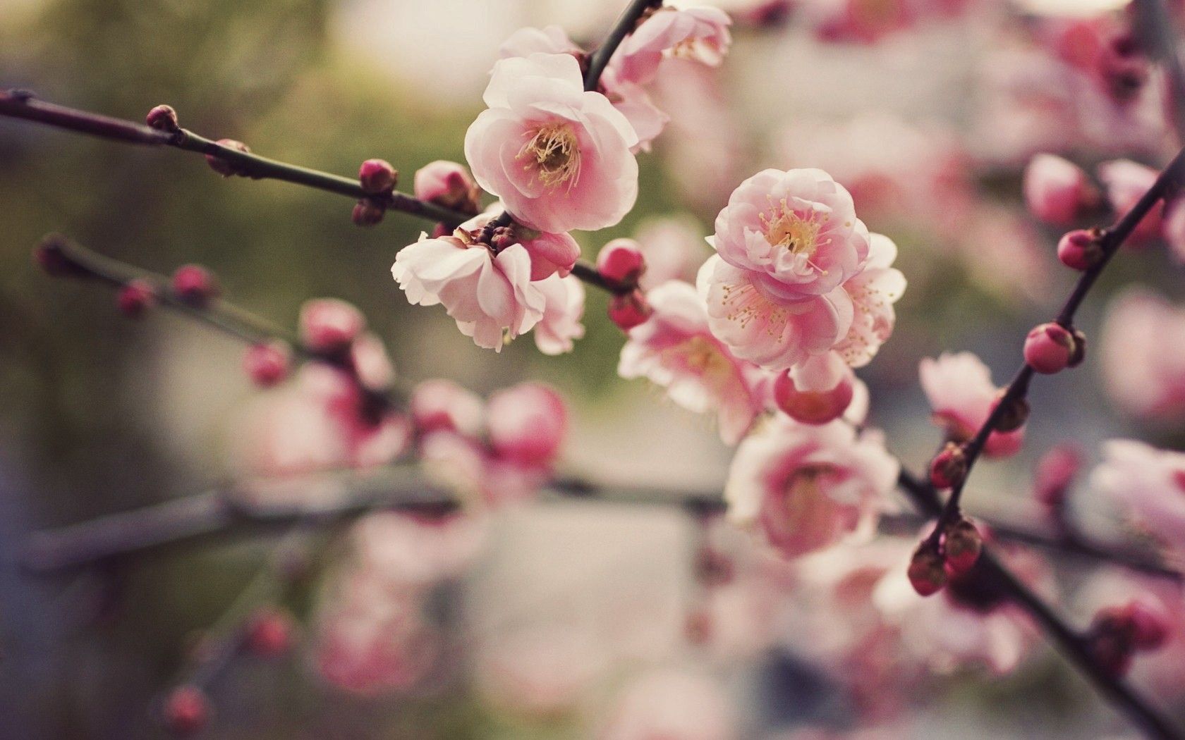 Download Cherry Blossoms Wallpaper 1680x1050 Wallpoper