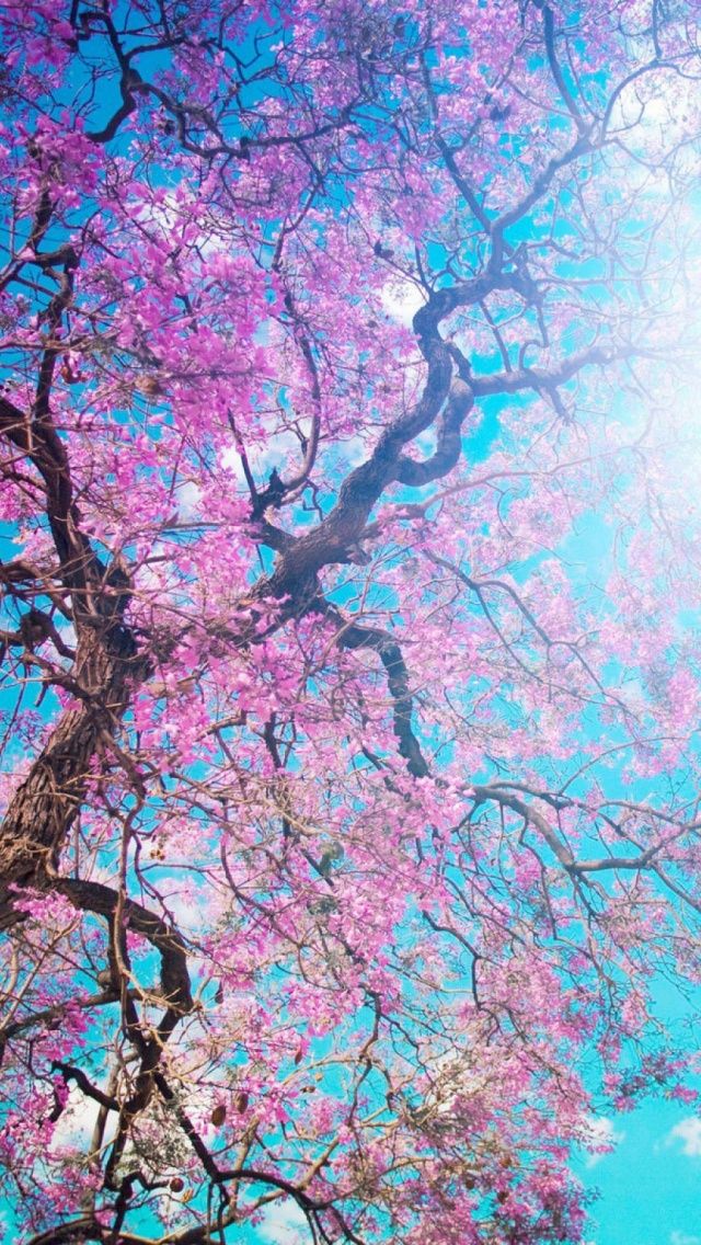 Download Cherry Blossoms Tree Branches iPhone 5 Wallpaper ...