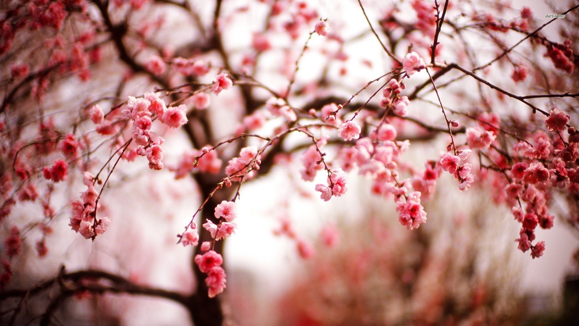 11645) Cherry Blossom Tree Wallpaper Attachment - WalOps.com