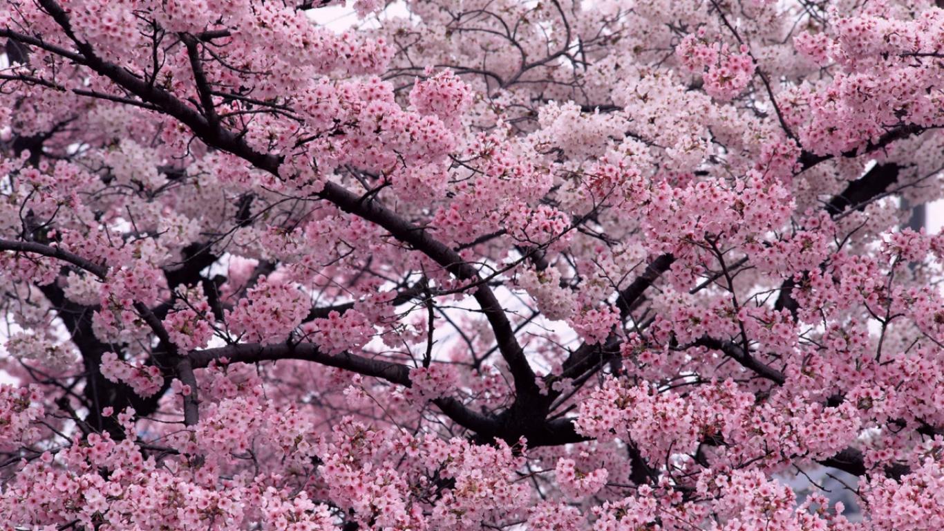 Cherry Blossom Wallpaper High Definition #8260 Wallpaper ...