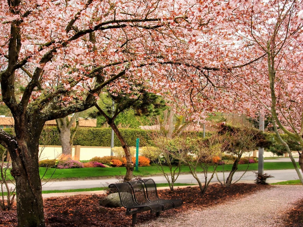 Wallpapers Cherry Blossom Garden Under The Tree Yvt Jpg 1024x768 ...