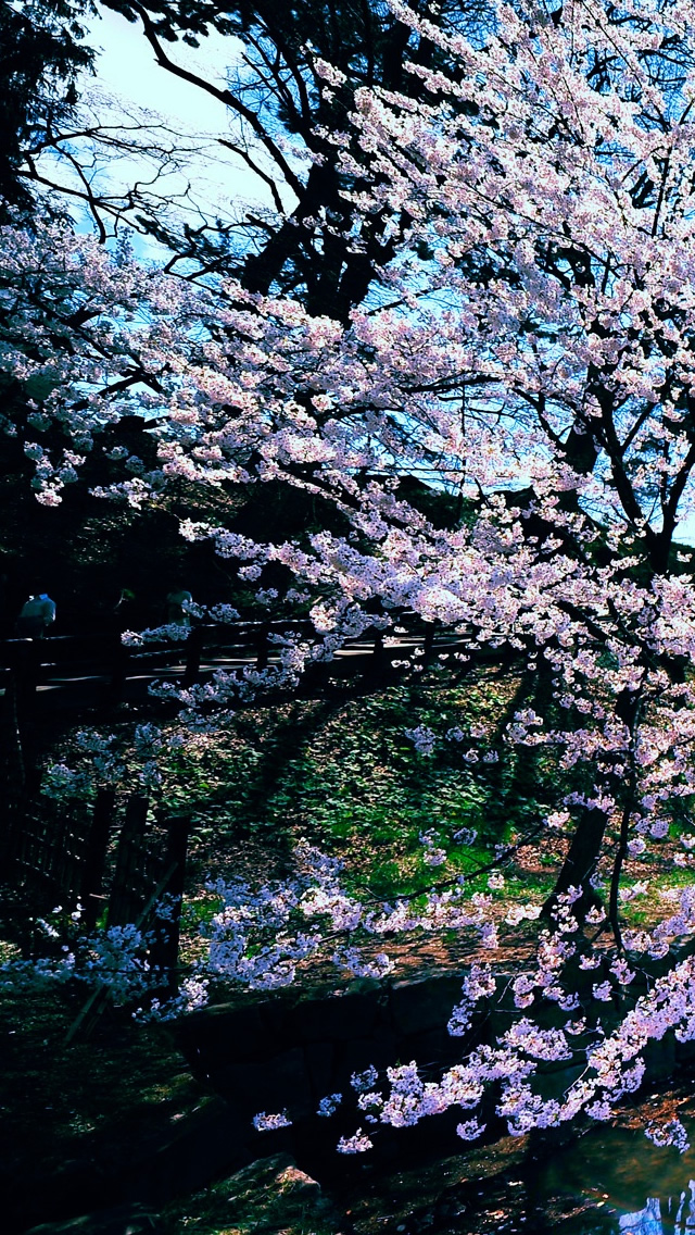 Cherry Blossom Trees iPhone 5s Wallpaper Download | iPhone ...