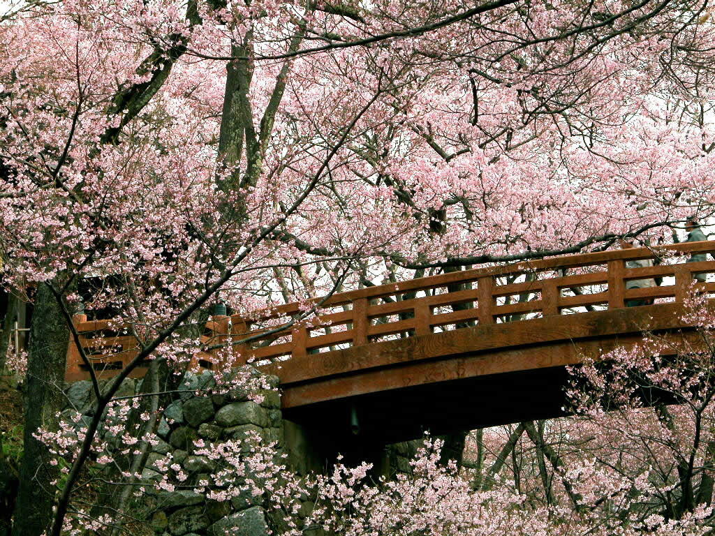 Cherry Blossom Wallpapers | Sky HD Wallpaper