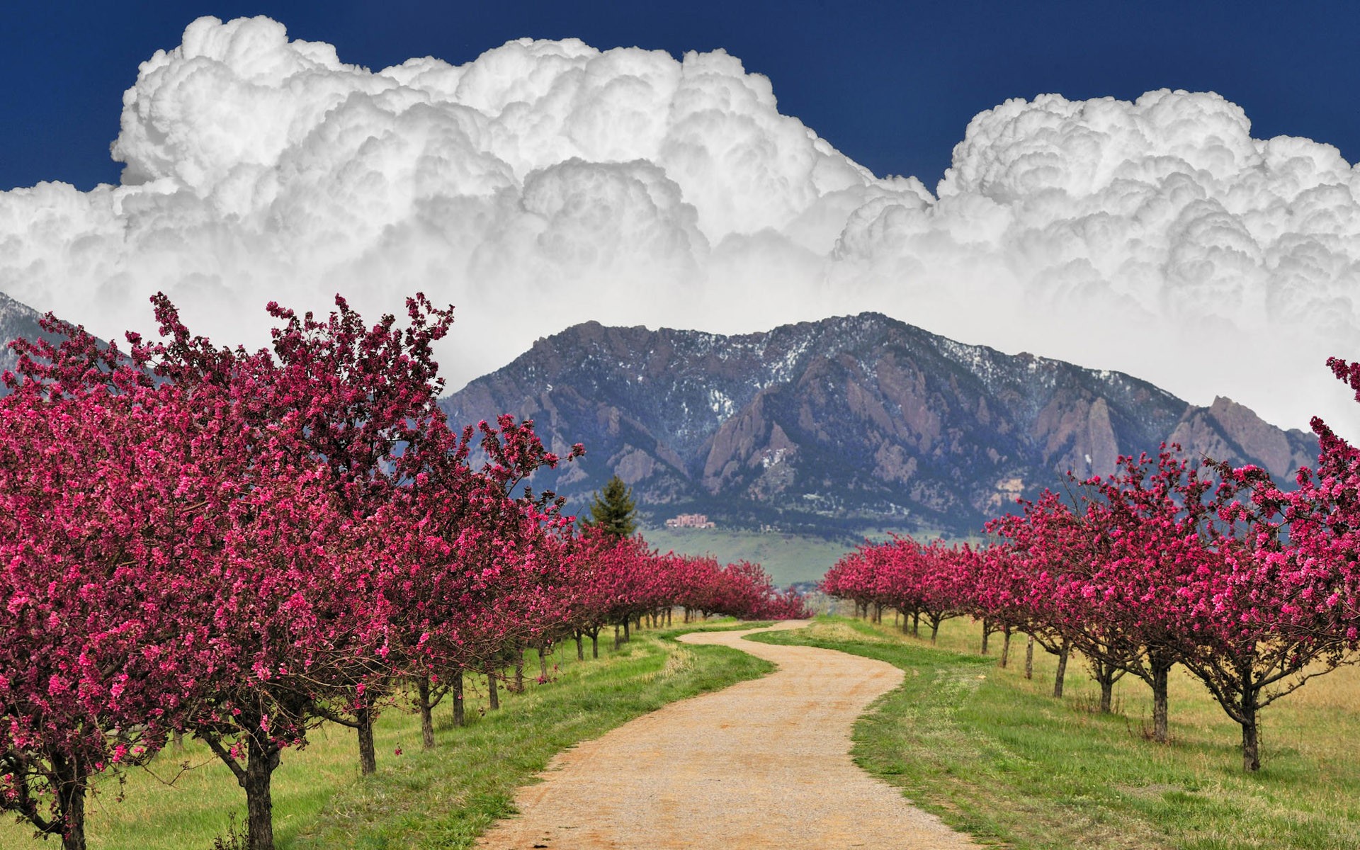 Cherry Blossoms Trees Artwork : Desktop and mobile wallpaper ...