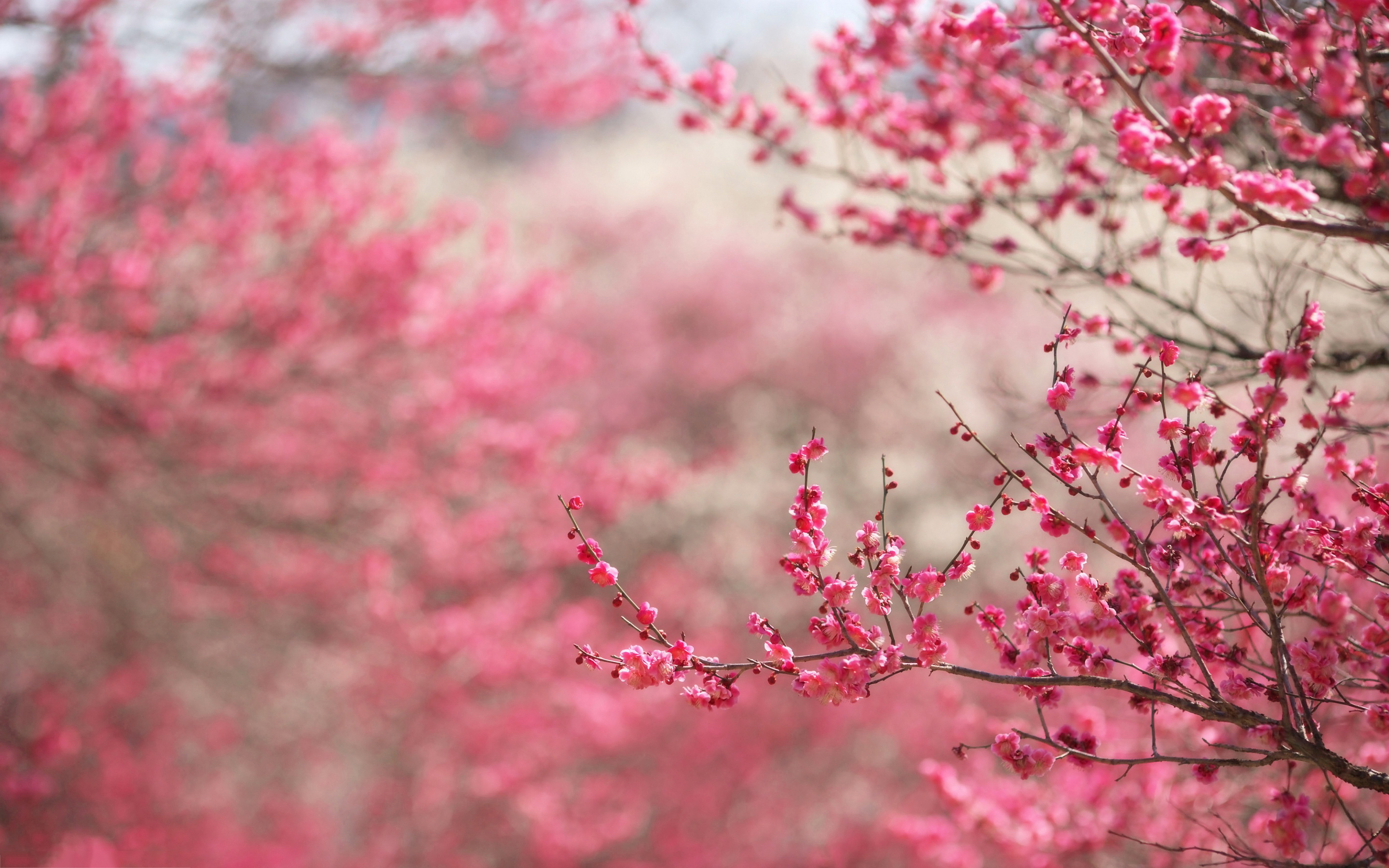 Spring Cherry Tree Wallpaper | HD Wallpaper Girls #898