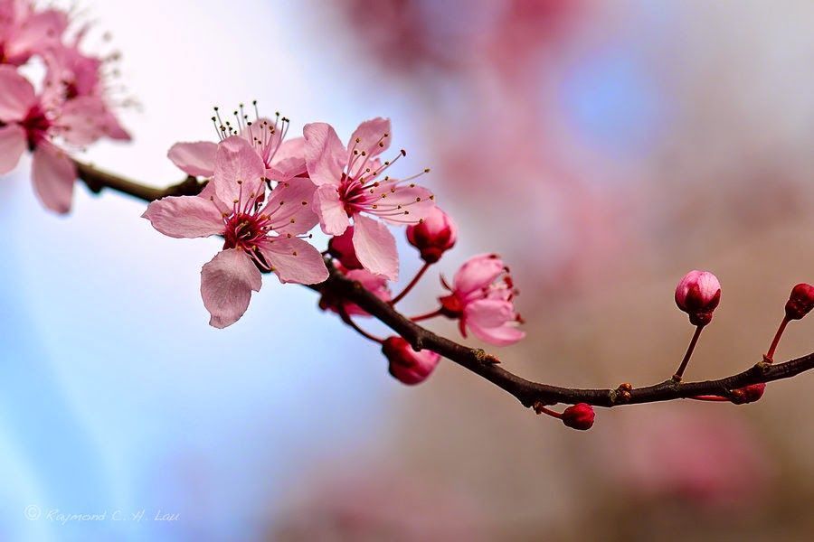 14 Free Beautiful Cherry Blossom Wallpapers | Tinydesignr