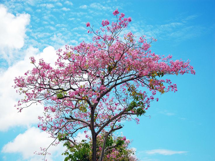 Cherry Blossom Tree 32 HD Wallpaper Wallpaper | Photoshop ...