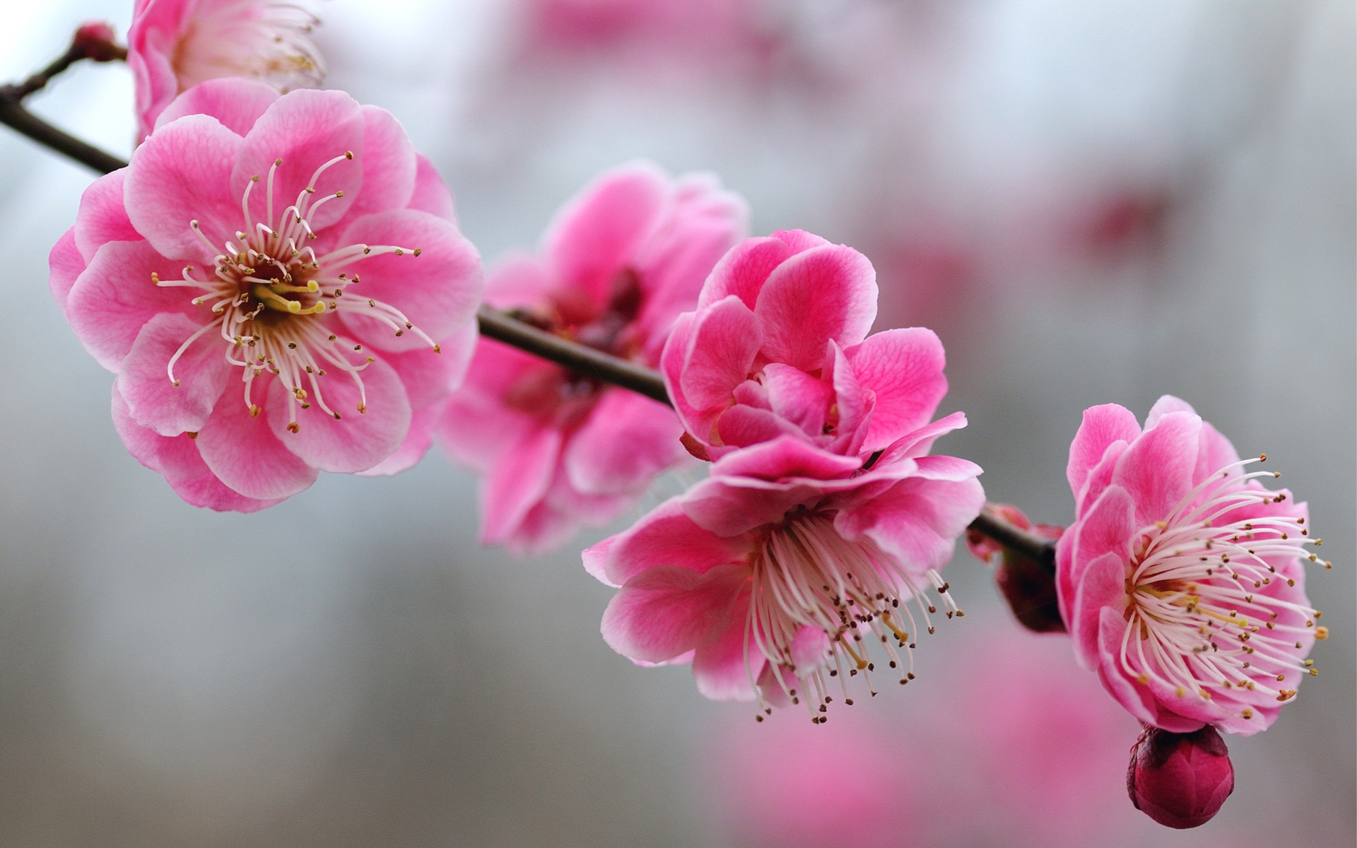 Sakura Cherry Blossom Tree Wallpaper Hd | HD Pix