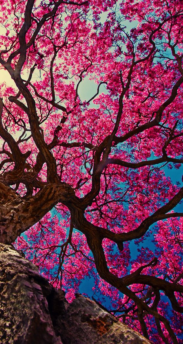 Cherry blossom tree | Wallpapers | Pinterest | Pink Trees, Cherry ...