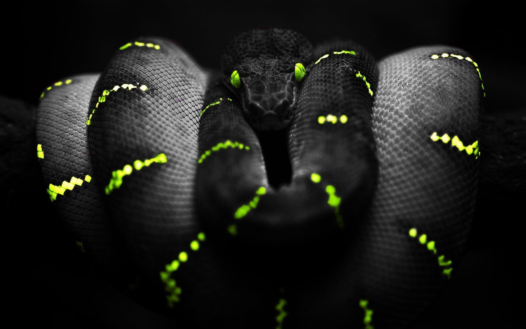 Snake Backgrounds Group (76+)