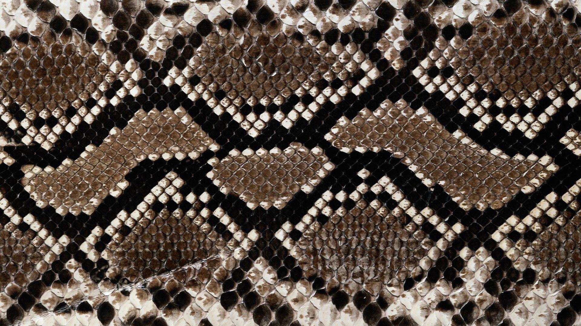 Download Wallpaper 1920x1080 Background, Snake, Texture, Line Full ...