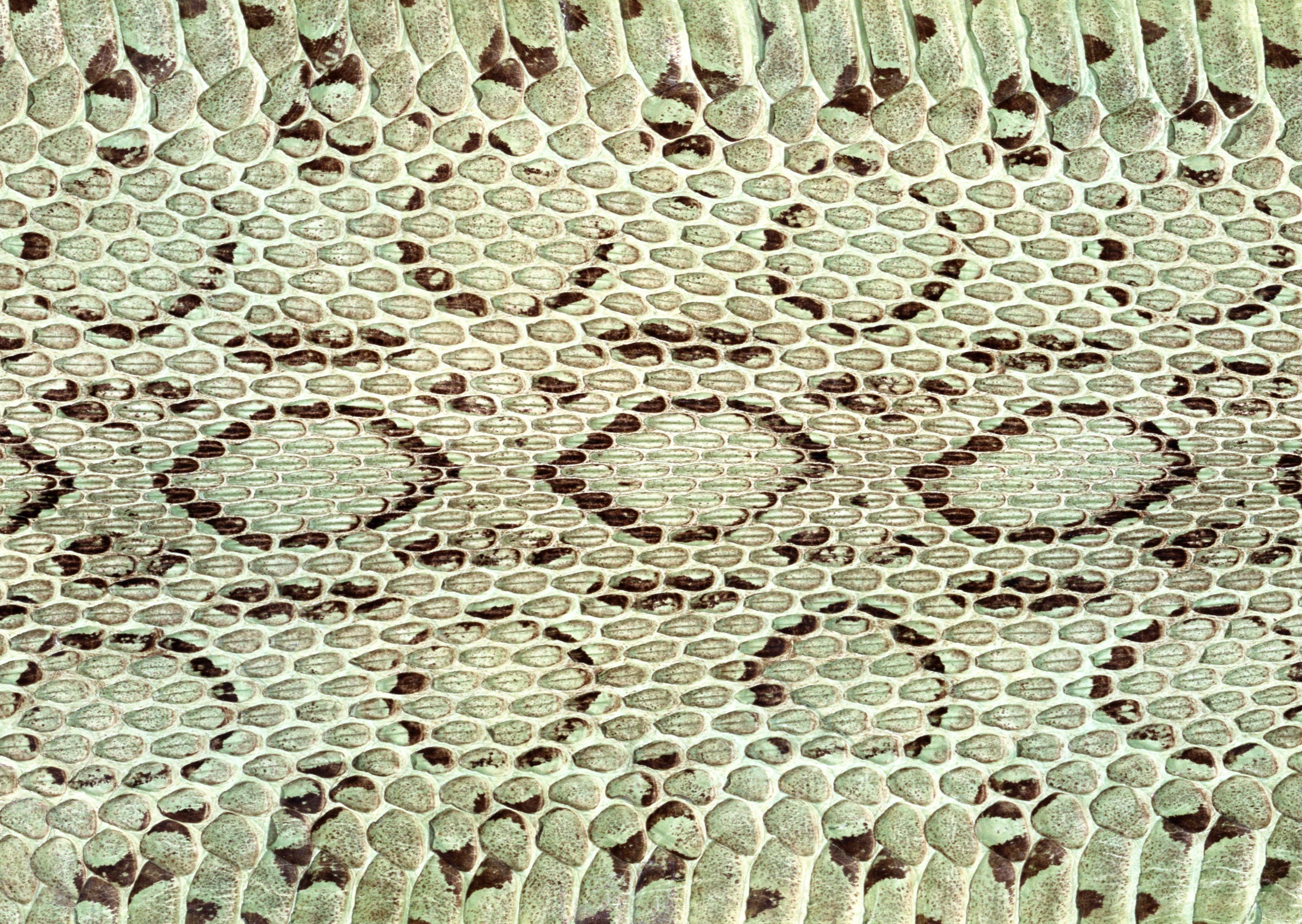 Snake Skin Background Fifteen | Photo Texture & Background