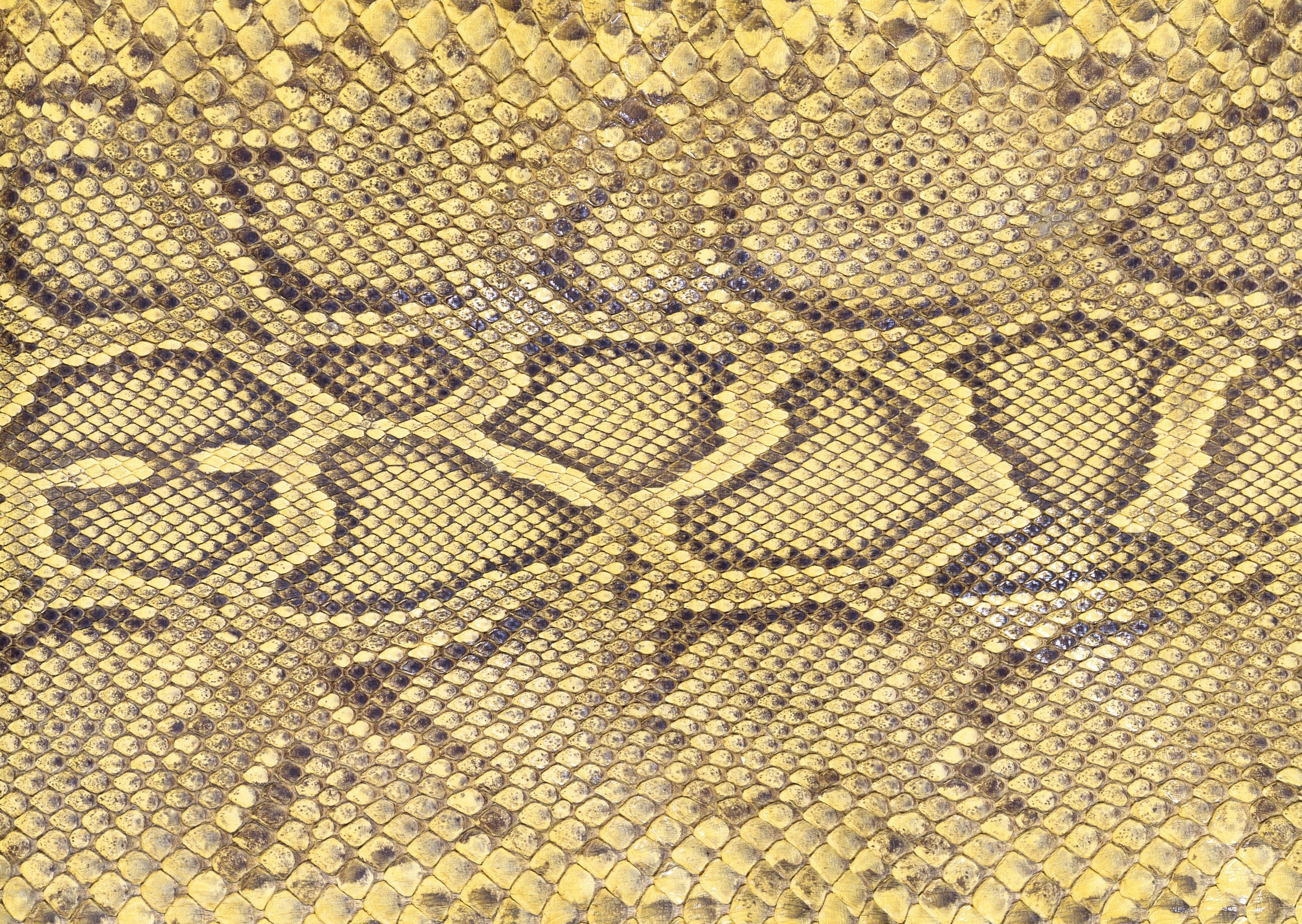 Snake Skin Background Fourteen | Photo Texture & Background