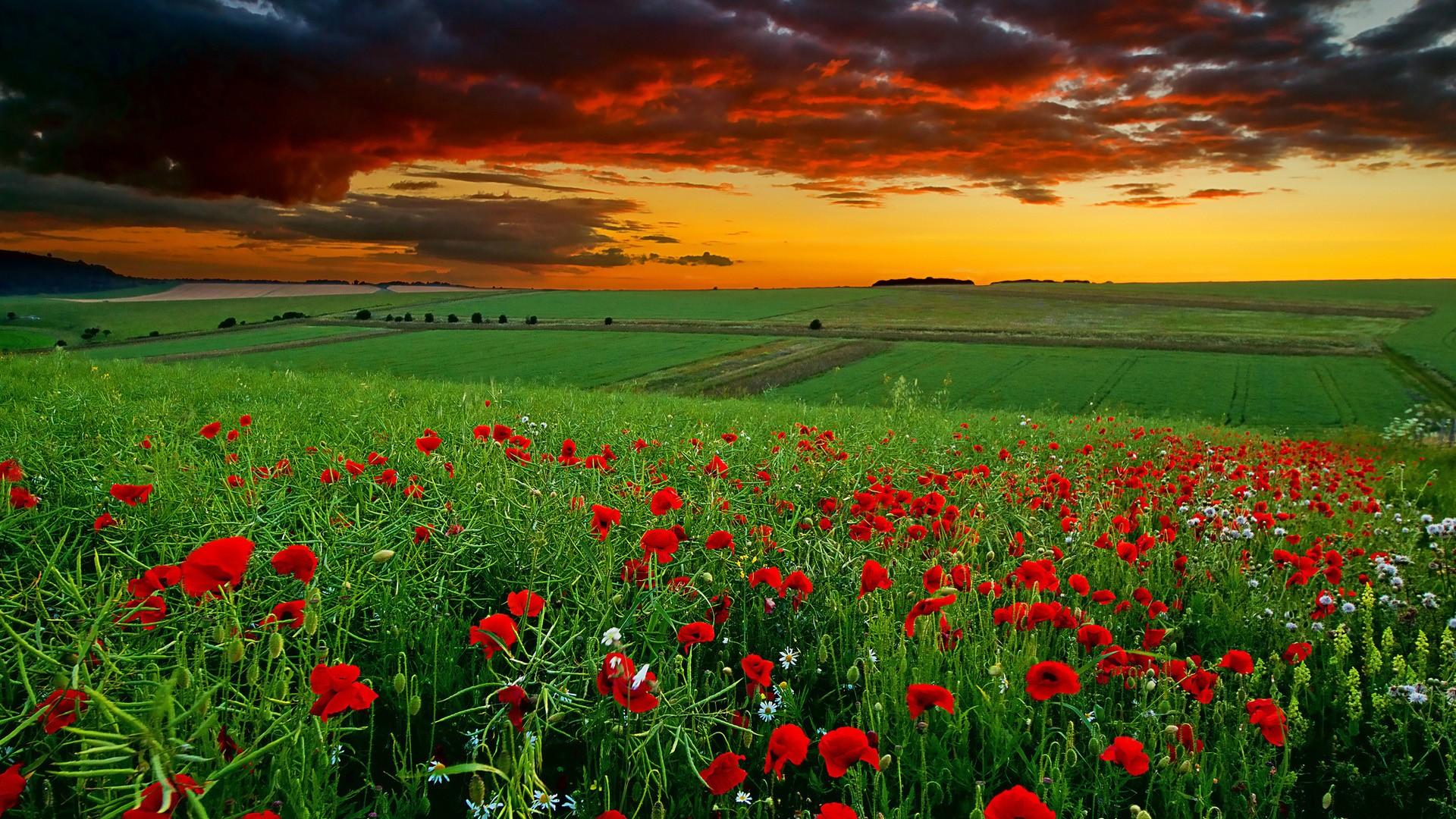 Nature Hd Wallpaper Free Download With Red Ros 86 Wallpaper | HD ...