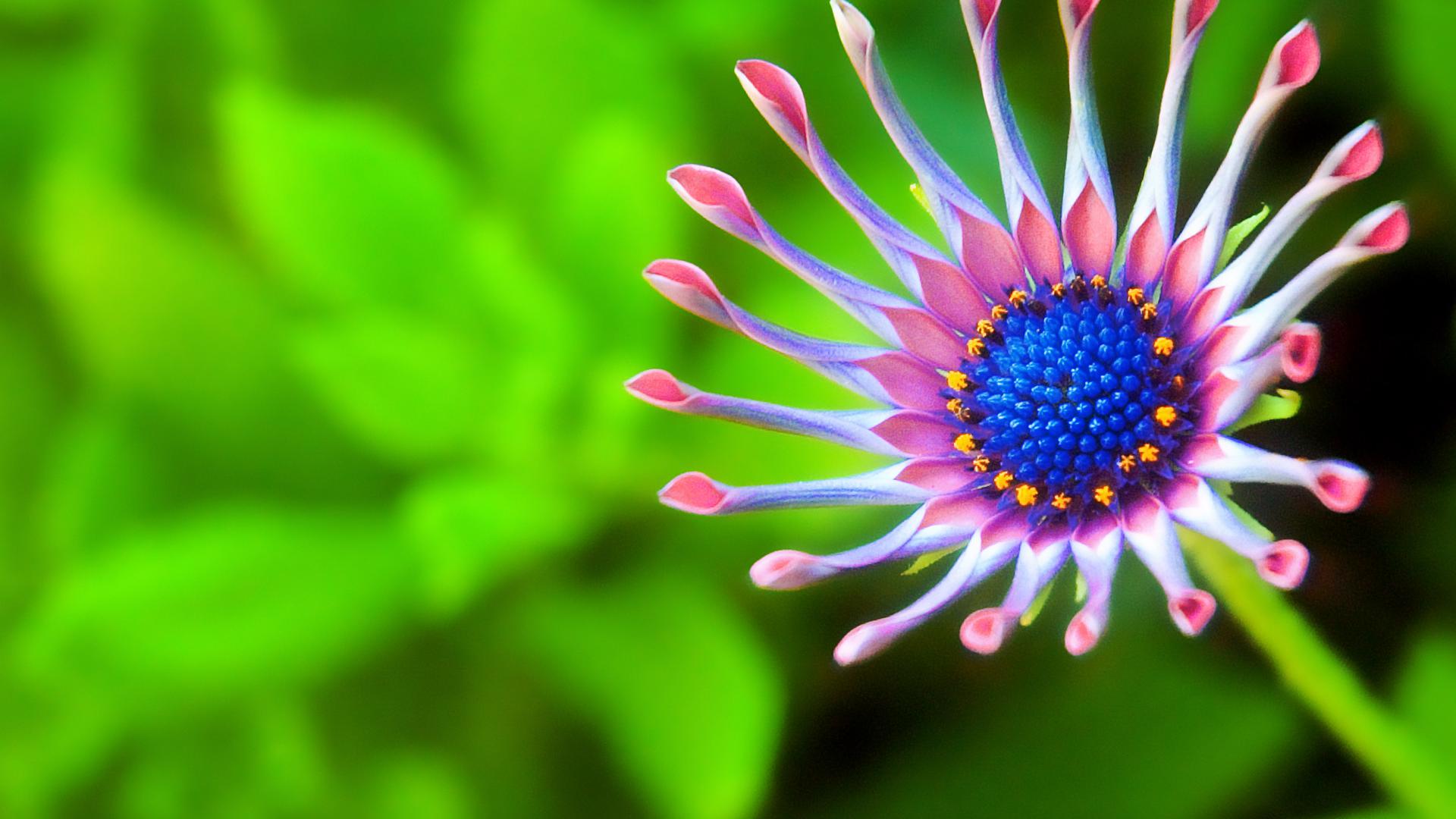 8 Lovely And Colorful Best Flowers Nature HD Wallpapers - I Am Qurat