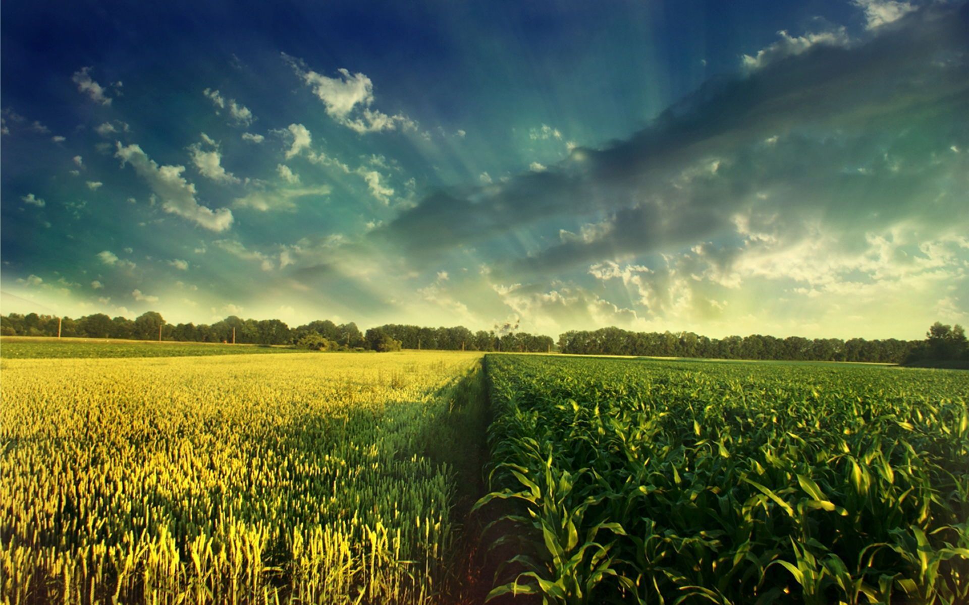 Field HD Wallpapers | Green Fields Images | Cool Wallpapers
