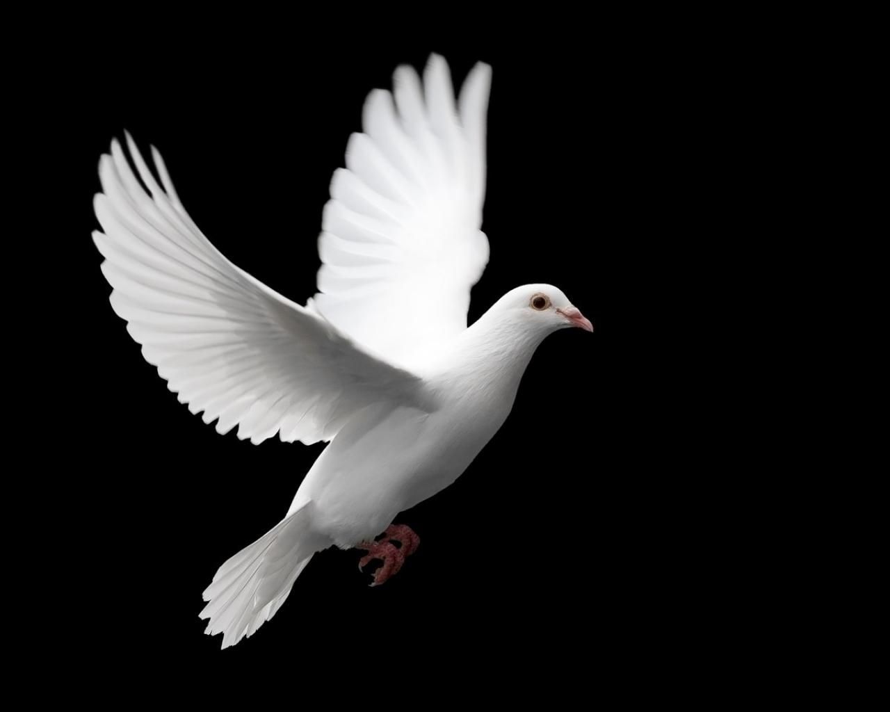 white dove peace birds image HD Wallpaper wallpaper - (#14840 ...