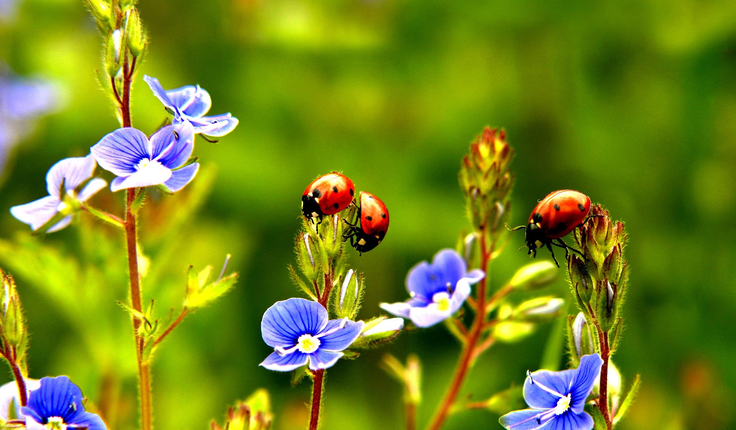 Beautiful Ladybug HD Wallpapers
