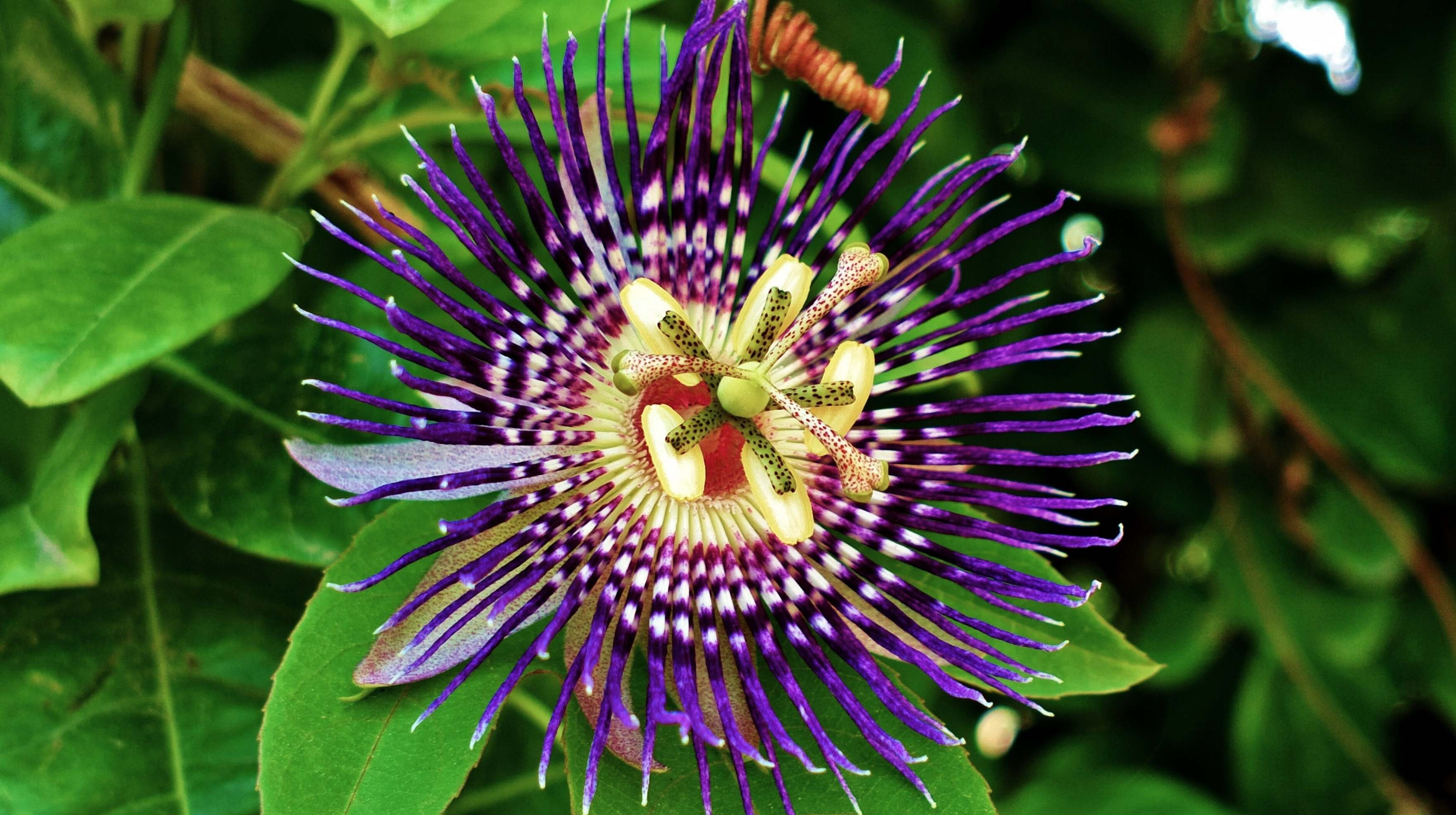Passion Flower HD Wallpapers