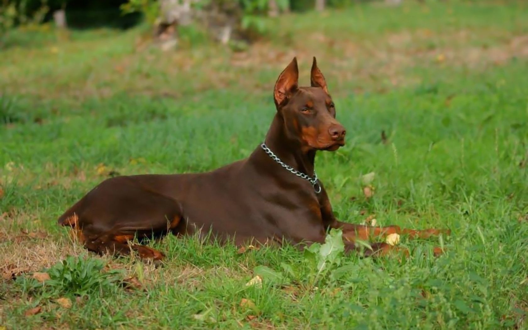 Dogs: Red Baron Dogs Dobies Animals Dobermans Pets Wallpaper For ...