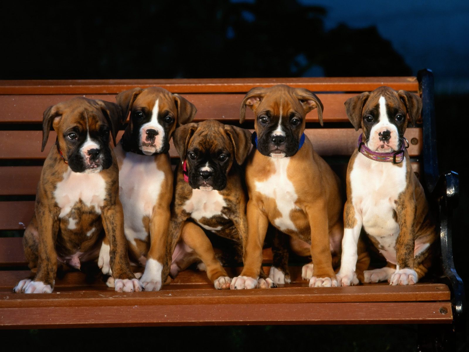 Boxer Puppies - Puppies Wallpaper 9460911 - Fanpop