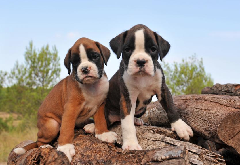 Puppy Wallpapers [Slideshow]