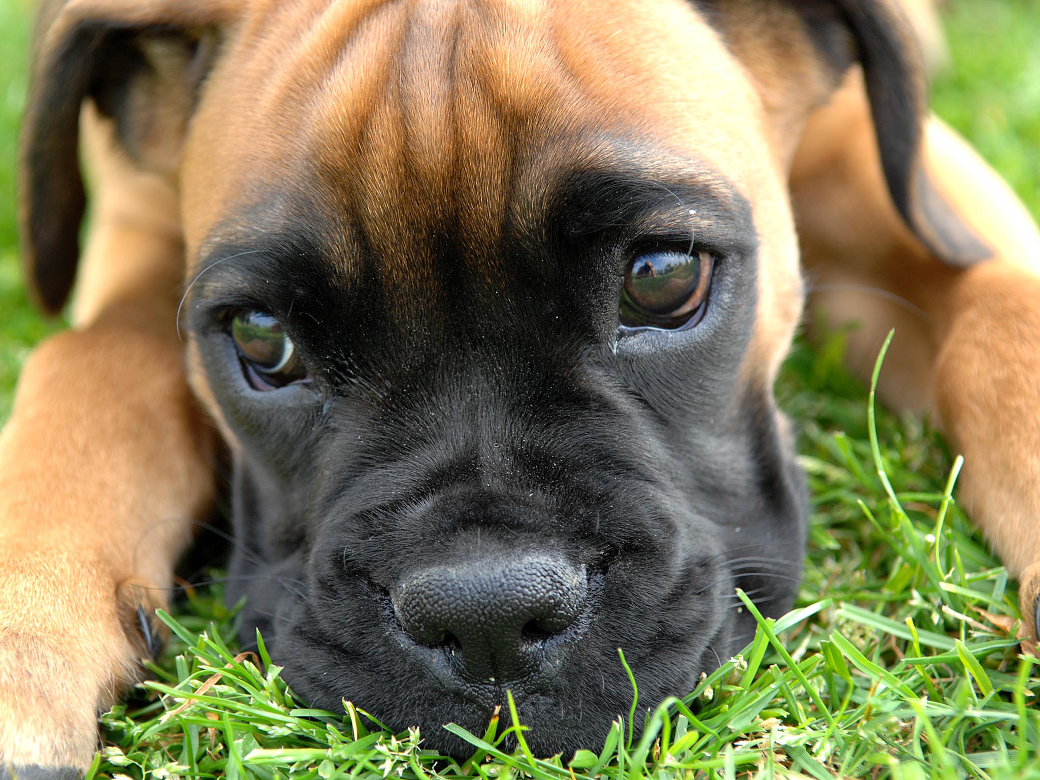 Dog breeds - B - Boxer -