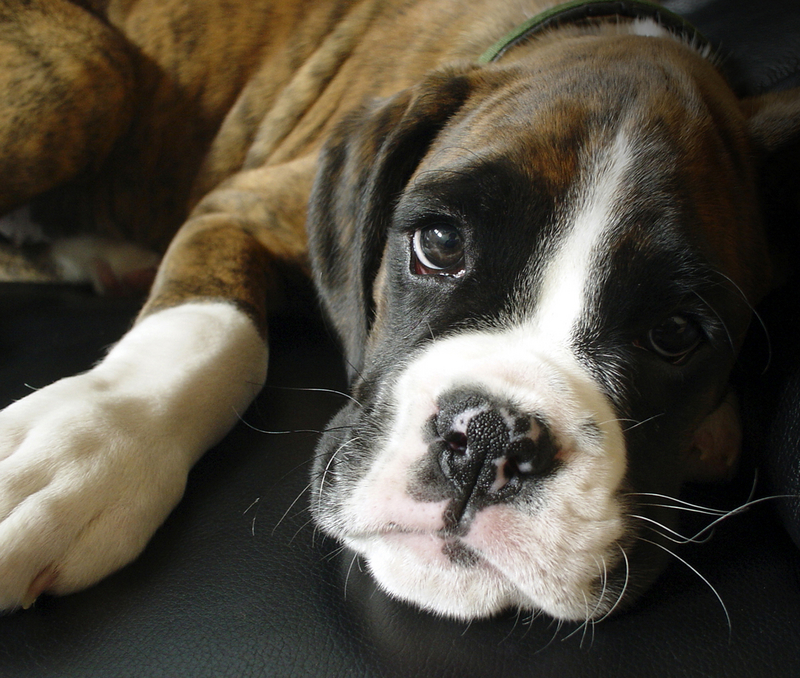 Pictures Of Puppy Boxers - Widescreen HD Wallpapers