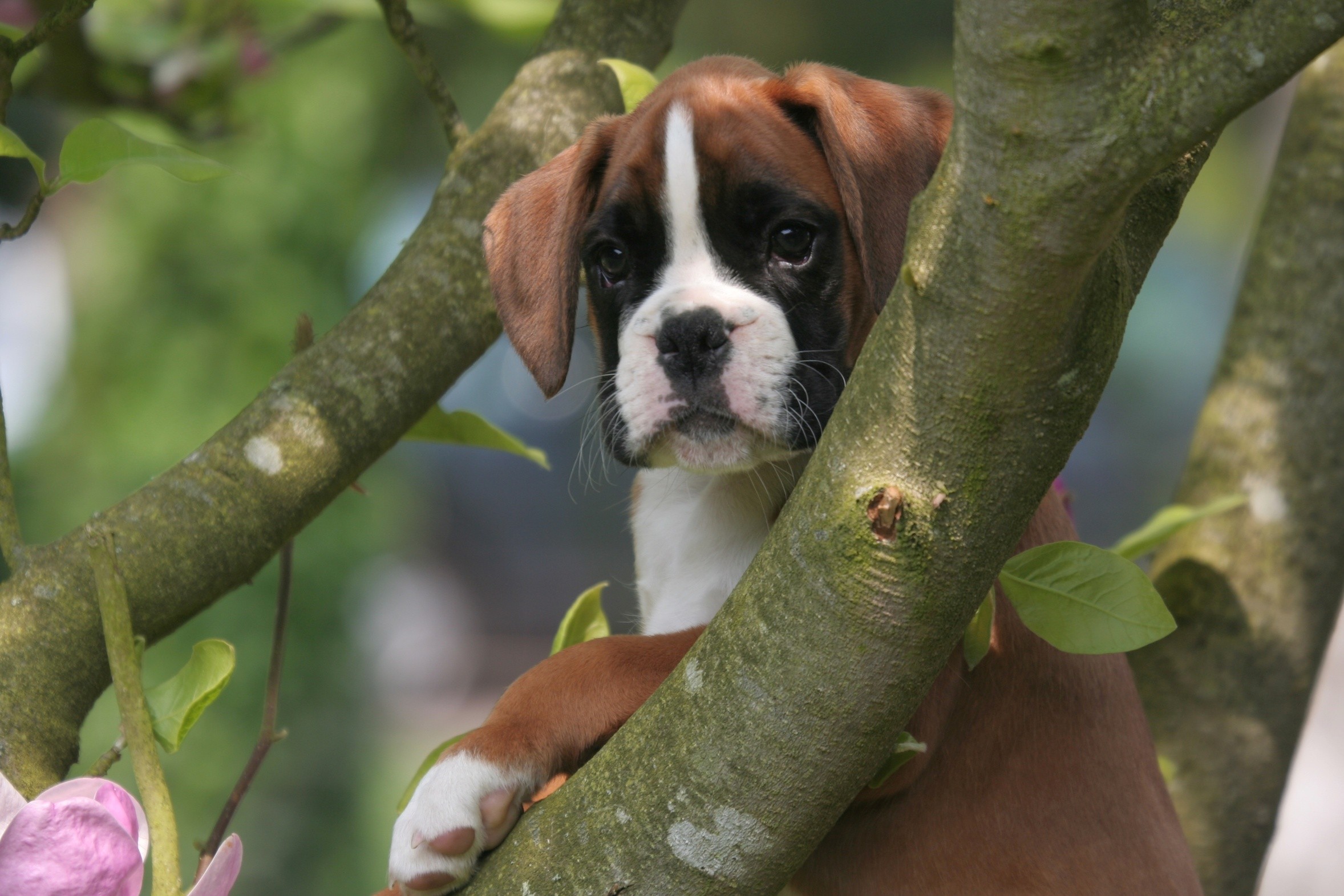 Animals, Boxer, Dog, Puppies, High, Resolution, Wallpaper, For