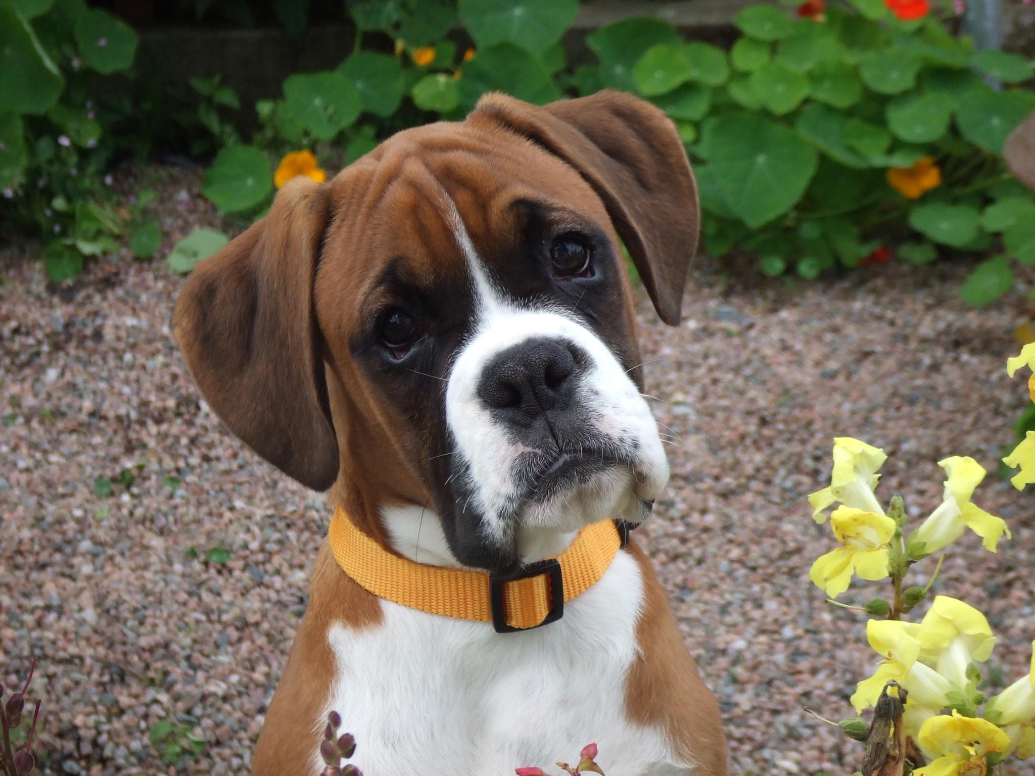 Jestingstock.com Cute Boxer Puppies Wallpaper