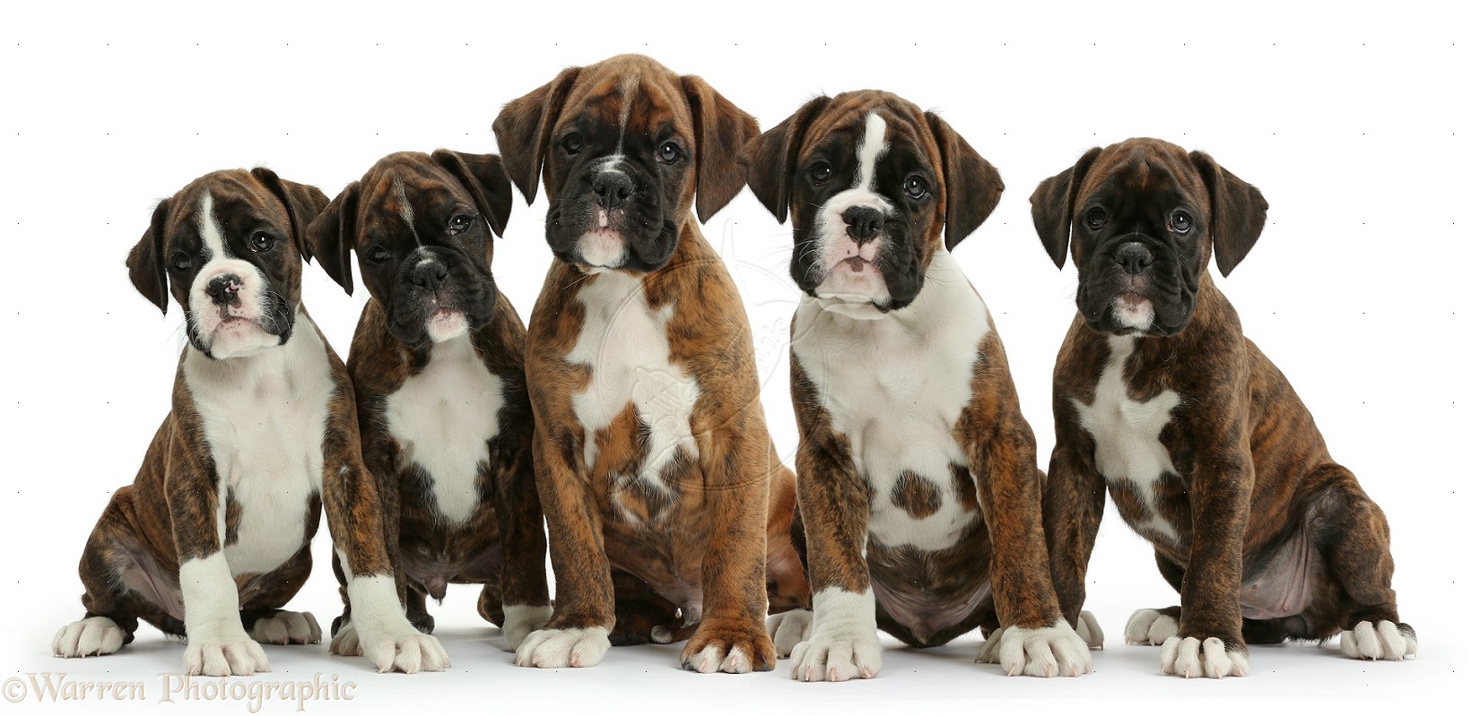 boxer-puppies-photos.jpg