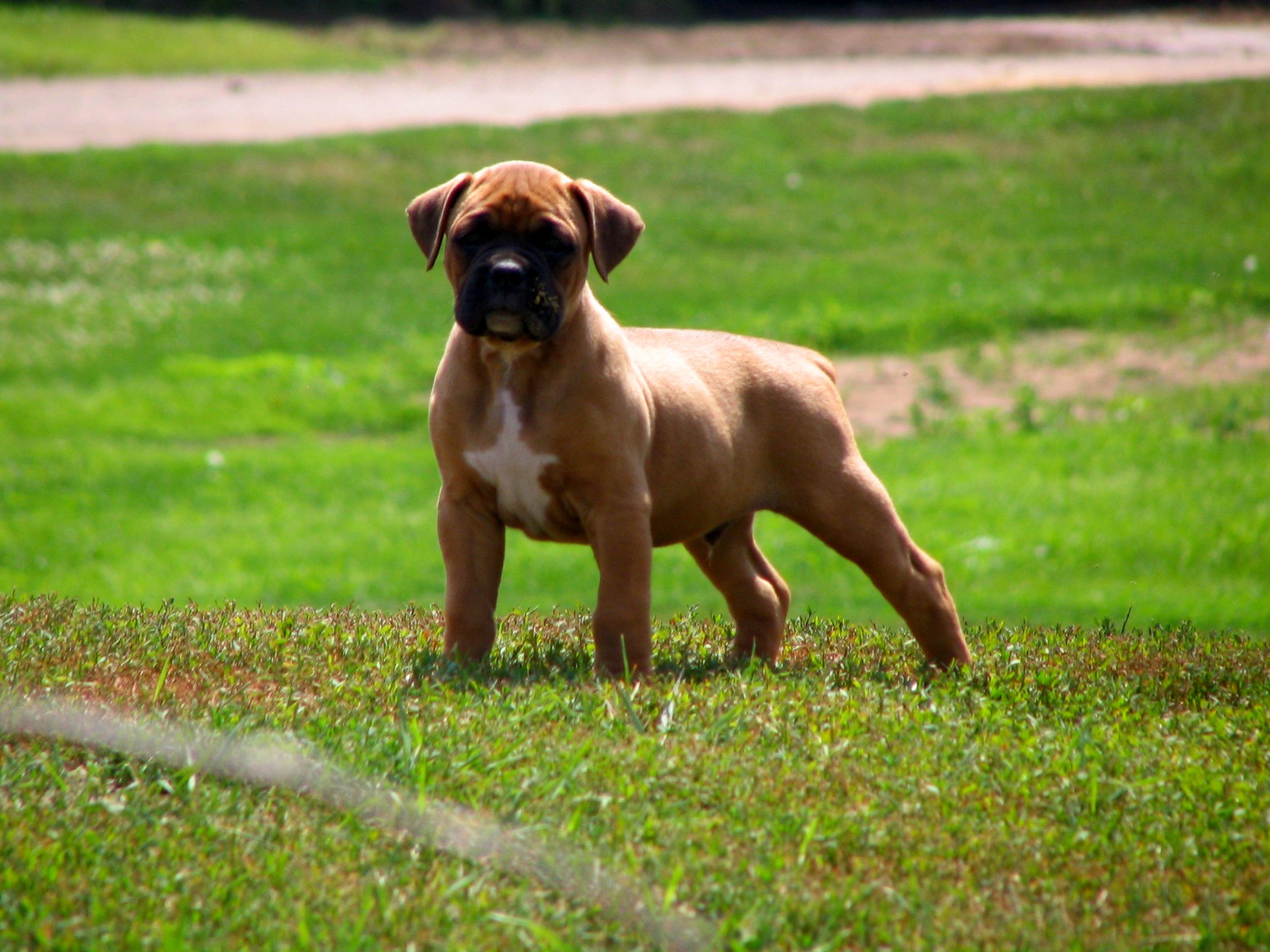 39 Beautiful Boxer Dog Pictures And Images
