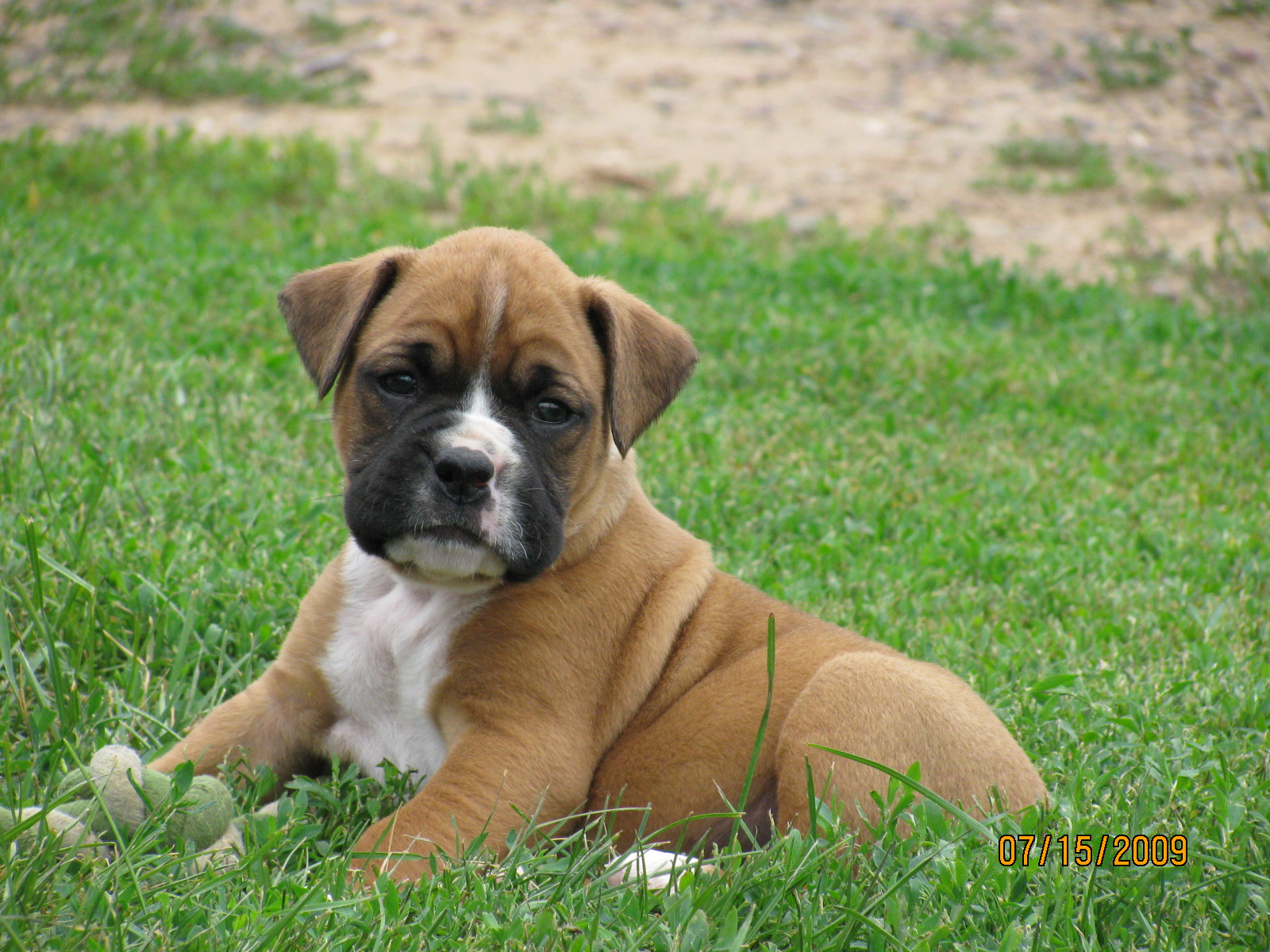 Boxer, Puppy, Widescreen, Wallpaper, Free, Download, Dog, Pictures ...