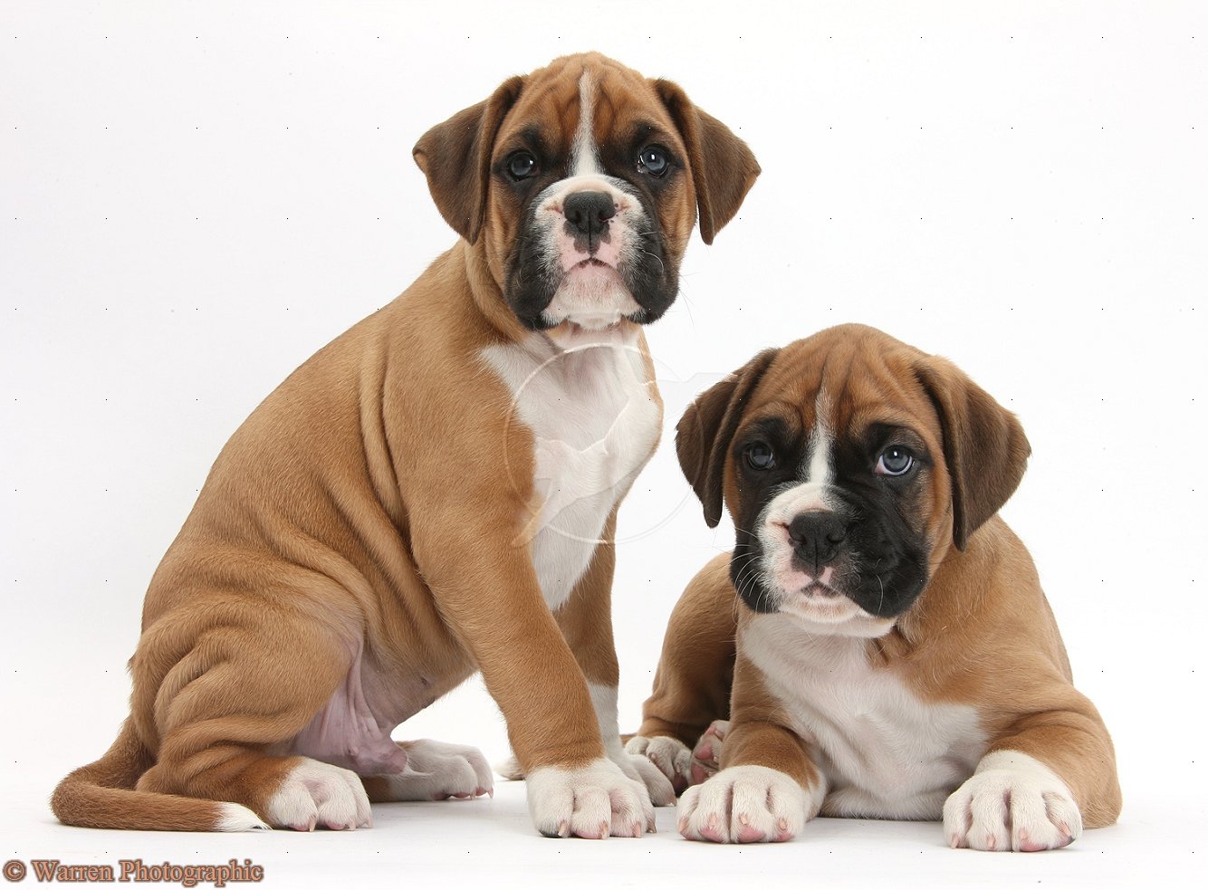 Related Images Of Cute Boxer Dog Cute Tumblr Wallpaper Cute - Resimkoy