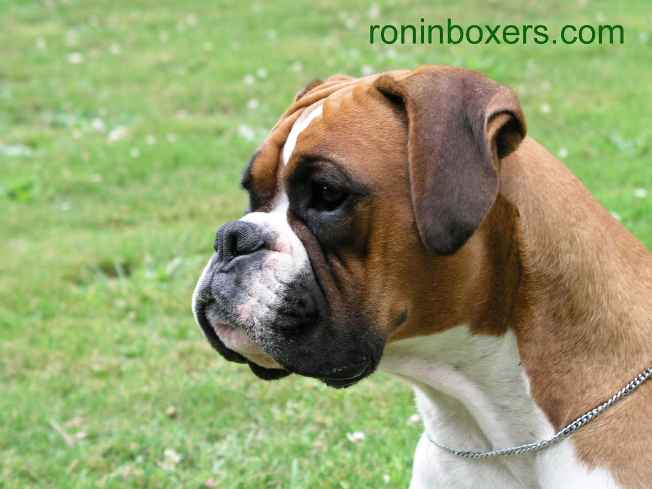 Boxer Breed Dog Pictures - The Dog Wallpaper - Best The Dog Wallpaper
